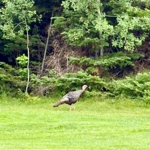WGC2026 OnTheCourse Wildlife1