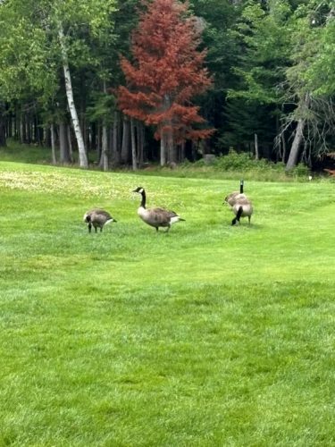 WGC2026 OnTheCourse Wildlife2
